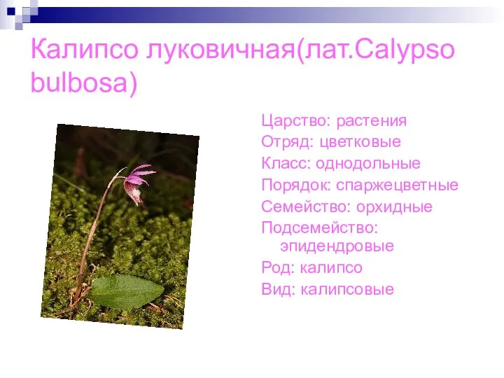 Калипсо луковичная(лат.Calypso bulbosa) Царство: растения Отряд: цветковые Класс: однодольные Порядок: спаржецветные Семейство: