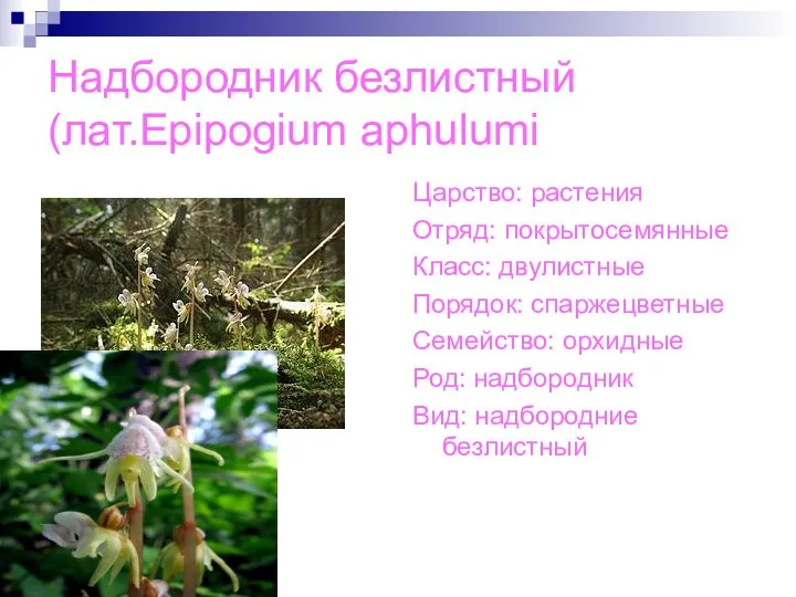Надбородник безлистный(лат.Epipogium aphulumi Царство: растения Отряд: покрытосемянные Класс: двулистные Порядок: спаржецветные Семейство: