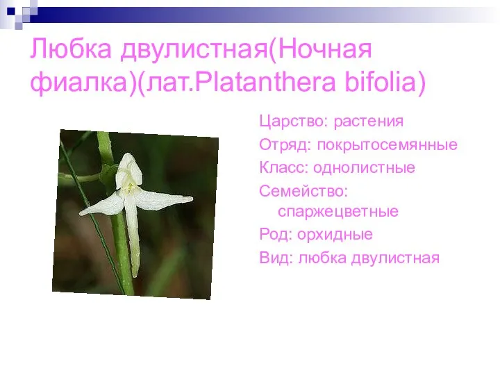 Любка двулистная(Ночная фиалка)(лат.Platanthera bifolia) Царство: растения Отряд: покрытосемянные Класс: однолистные Семейство: спаржецветные