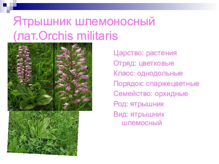 Ятрышник шлемоносный(лат.Orchis militaris Царство: растения Отряд: цветковые Класс: однодольные Порядок: спаржецветные Семейство: