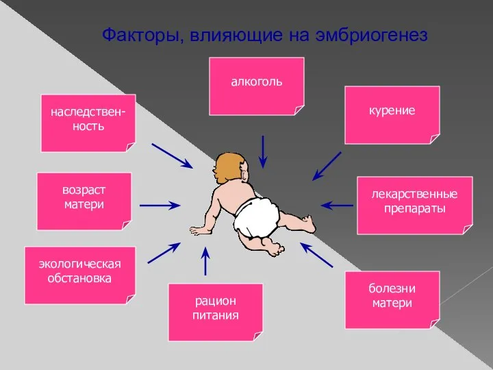 Факторы, влияющие на эмбриогенез алкоголь наследствен- ность возраст матери экологическая обстановка рацион