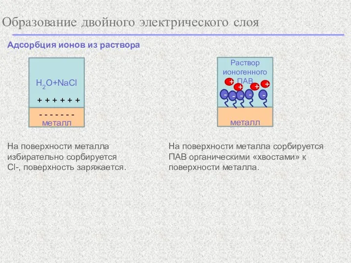 Образование двойного электрического слоя Адсорбция ионов из раствора На поверхности металла избирательно