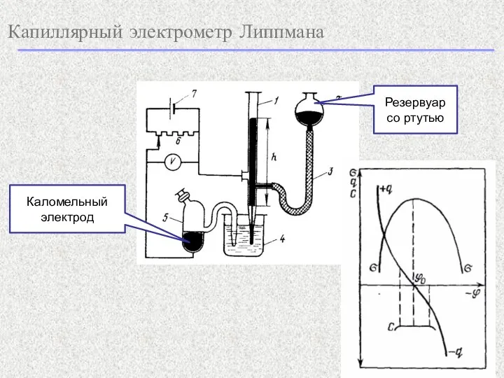 Капиллярный электрометр Липпмана Резервуар со ртутью Каломельный электрод