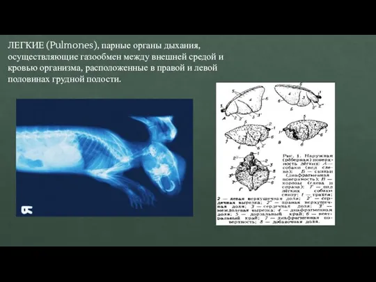 ЛЕГКИЕ (Pulmones), парные органы дыхания, осуществляющие газообмен между внешней средой и кровью