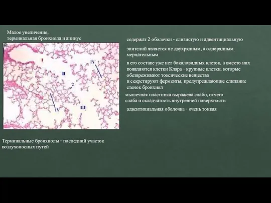 Малое увеличение, терминальная бронхиола и ацинус Терминальные бронхиолы - последний участок воздухоносных