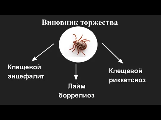 Клещевой энцефалит Лайм боррелиоз Клещевой риккетсиоз Виновник торжества