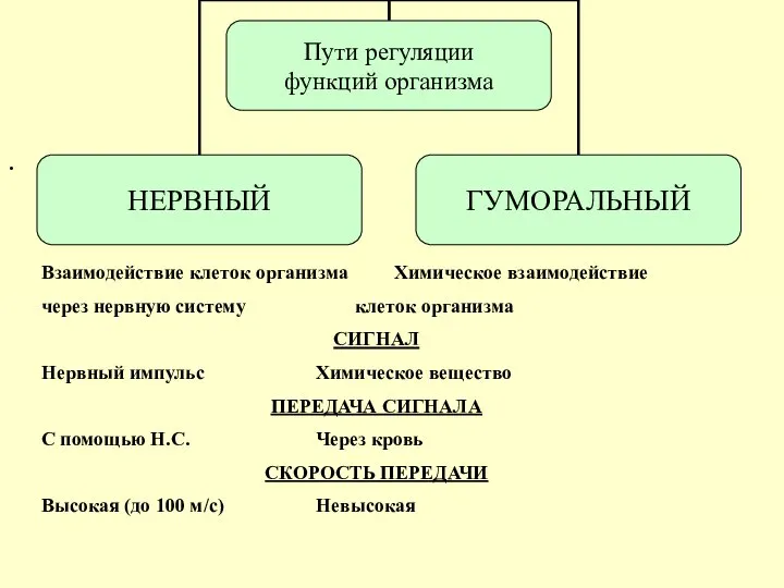 . Взаимодействие клеток организма Химическое взаимодействие через нервную систему клеток организма СИГНАЛ