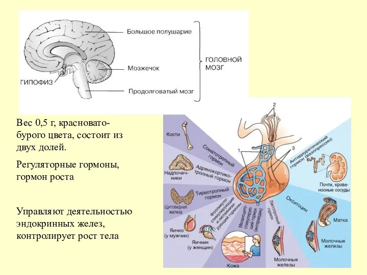 Вес 0,5 г, красновато-бурого цвета, состоит из двух долей. Регуляторные гормоны, гормон