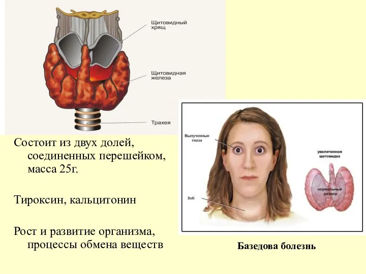 Состоит из двух долей, соединенных перешейком, масса 25г. Тироксин, кальцитонин Рост и