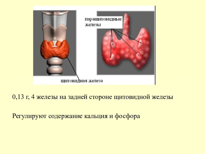 0,13 г, 4 железы на задней стороне щитовидной железы Регулируют содержание кальция и фосфора