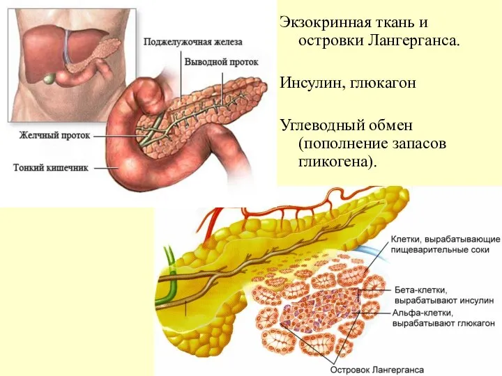 Экзокринная ткань и островки Лангерганса. Инсулин, глюкагон Углеводный обмен (пополнение запасов гликогена).