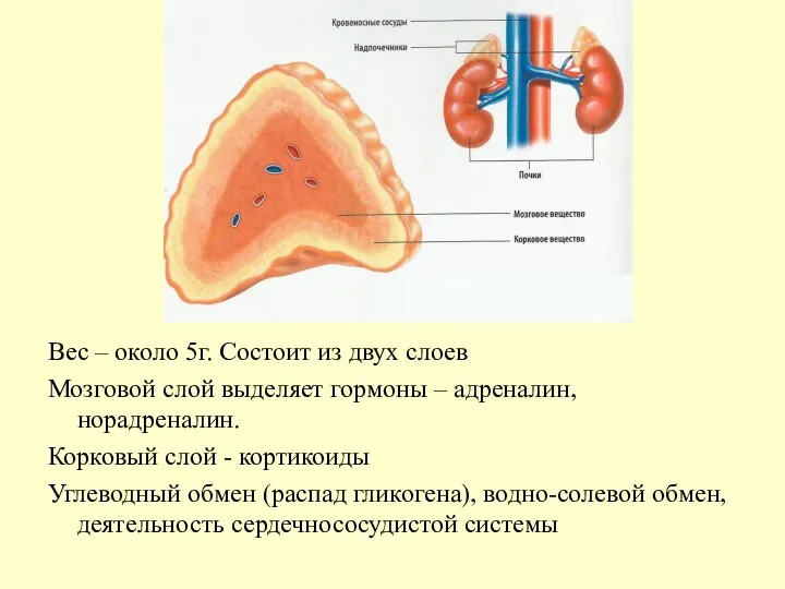 Вес – около 5г. Состоит из двух слоев Мозговой слой выделяет гормоны