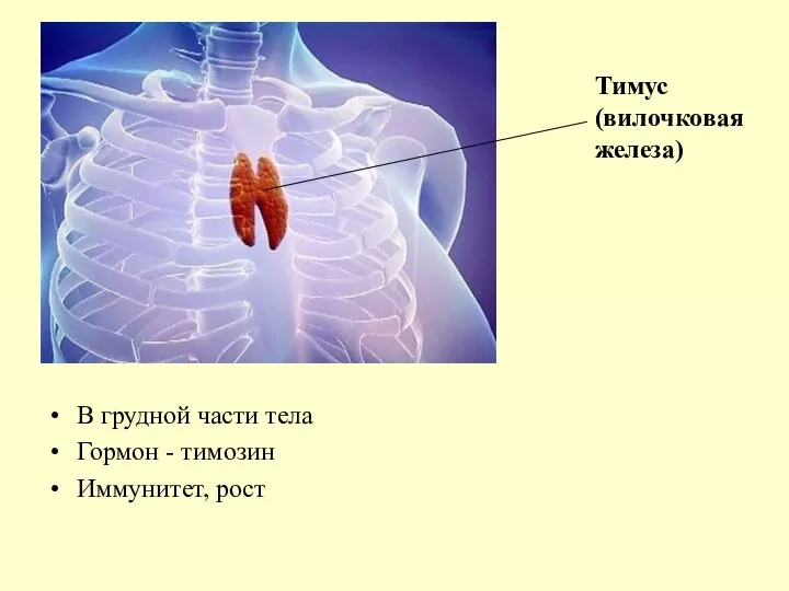 В грудной части тела Гормон - тимозин Иммунитет, рост Тимус (вилочковая железа)