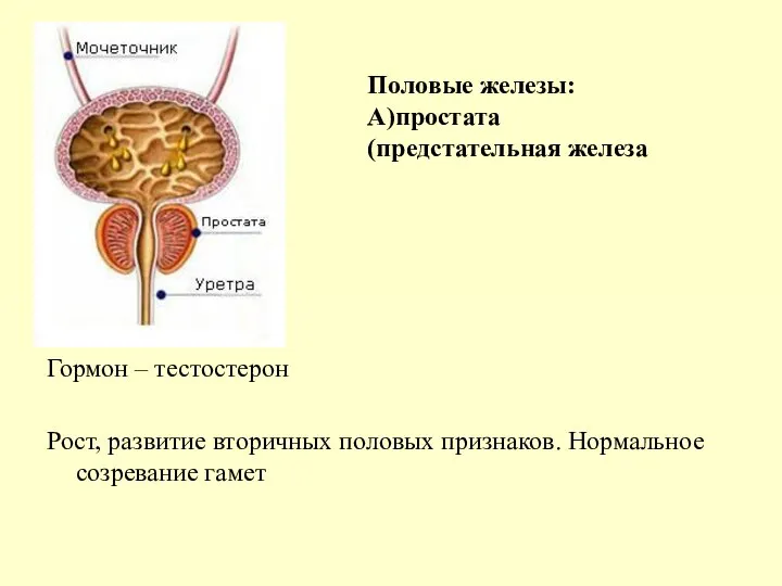 Гормон – тестостерон Рост, развитие вторичных половых признаков. Нормальное созревание гамет Половые железы: А)простата (предстательная железа