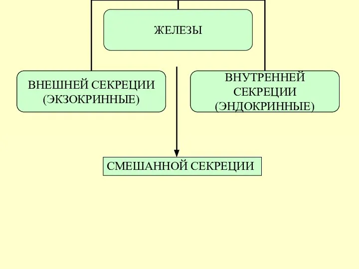 СМЕШАННОЙ СЕКРЕЦИИ