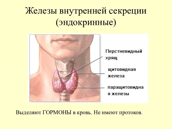 Железы внутренней секреции (эндокринные) Выделяют ГОРМОНЫ в кровь. Не имеют протоков.