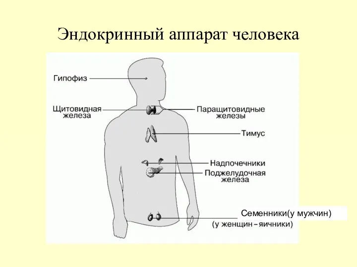 Эндокринный аппарат человека Семенники(у мужчин)