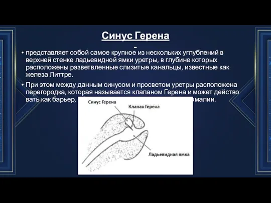 Синус Герена - представляет собой самое крупное из нескольких углублений в верхней