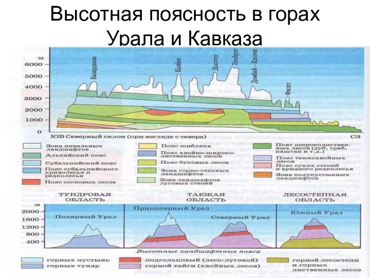 Высотная поясность в горах Урала и Кавказа
