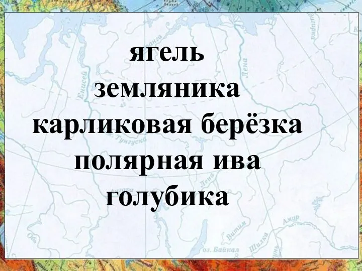 ягель земляника карликовая берёзка полярная ива голубика