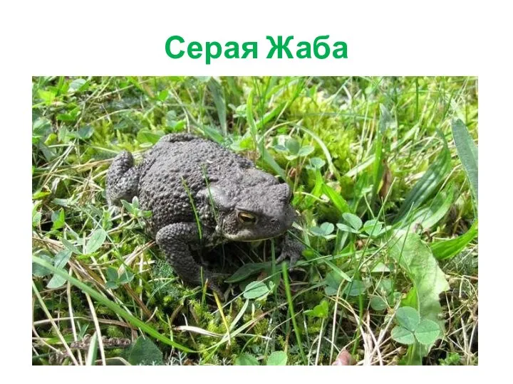 Серая Жаба