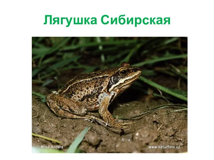 Лягушка Сибирская