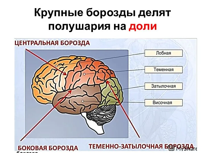 Крупные борозды делят полушария на доли Боковая борозда