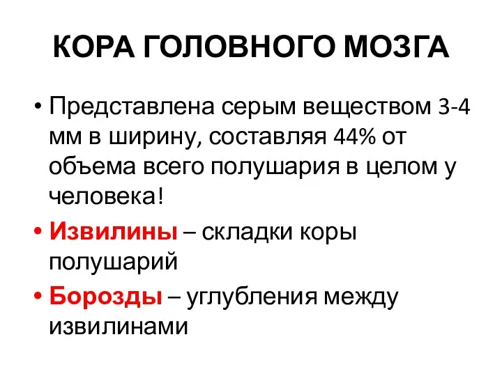 КОРА ГОЛОВНОГО МОЗГА Представлена серым веществом 3-4 мм в ширину, составляя 44%