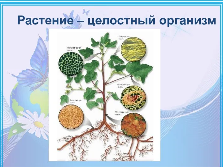 Растение – целостный организм