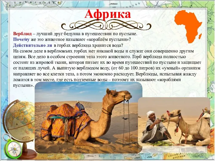 Африка . Верблюд – лучший друг бедуина в путешествии по пустыне. Почему
