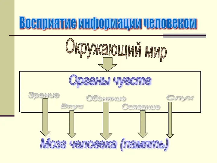 Восприятие информации человеком Окружающий мир Органы чувств Зрение Вкус Обоняние Осязание Слух Мозг человека (память)