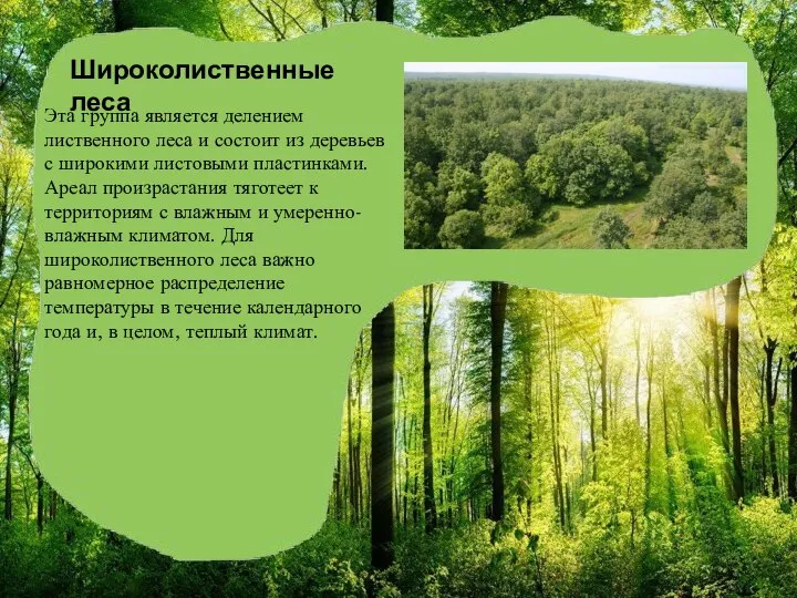 Широколиственные леса Эта группа является делением лиственного леса и состоит из деревьев