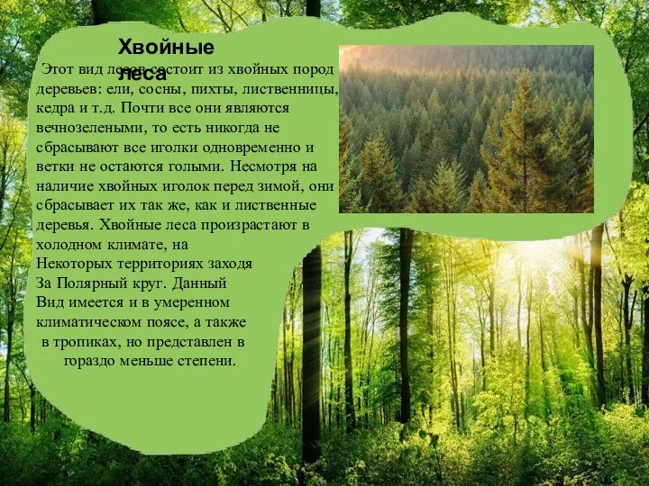 Хвойные леса Этот вид лесов состоит из хвойных пород деревьев: ели, сосны,