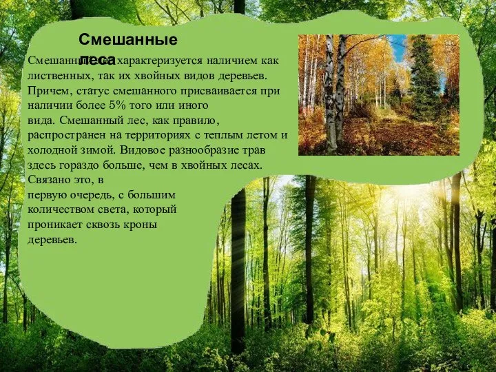Смешанные леса Смешанный лес характеризуется наличием как лиственных, так их хвойных видов