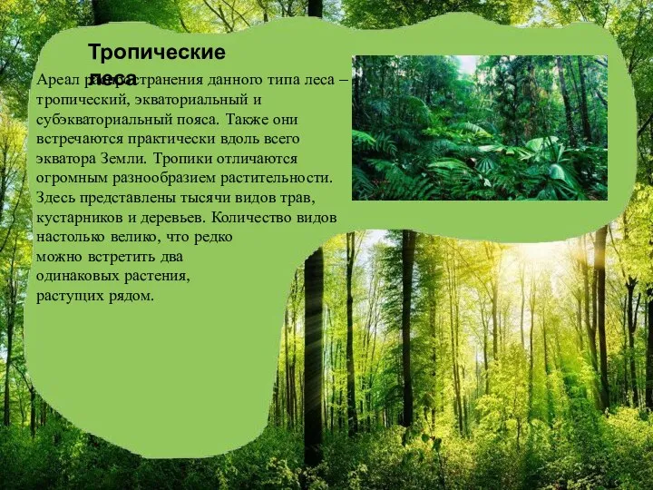 Тропические леса Ареал распространения данного типа леса – тропический, экваториальный и субэкваториальный