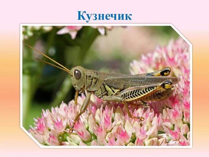 Кузнечик