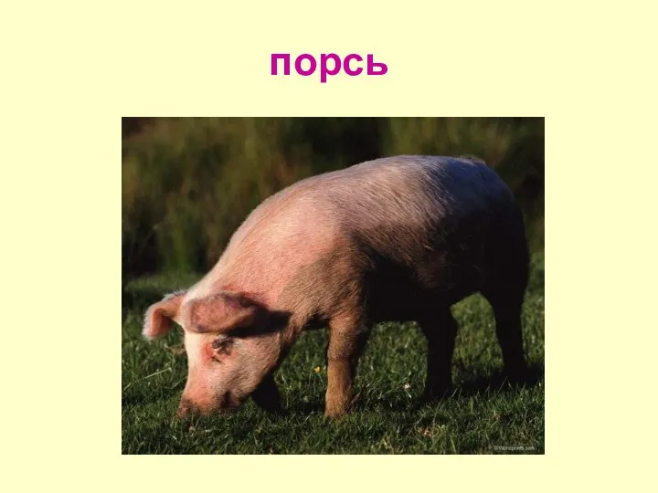 порсь