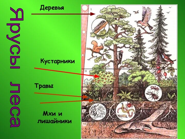 Ярусы леса Деревья Кустарники Травы Мхи и лишайники