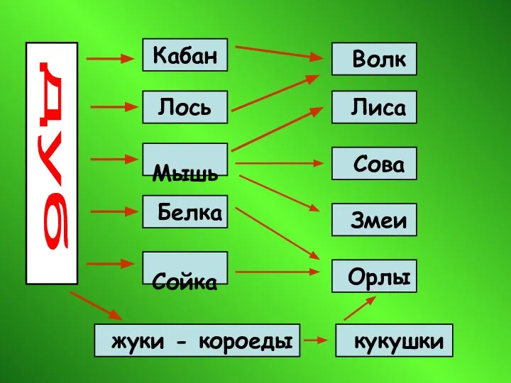 дуб Лось Мышь Белка Сойка Кабан Волк Лиса Сова Змеи Орлы жуки - короеды кукушки