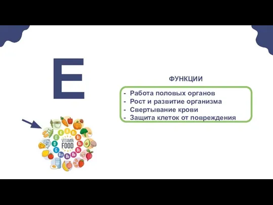 Работа половых органов Рост и развитие организма Свертывание крови Защита клеток от повреждения Е ФУНКЦИИ