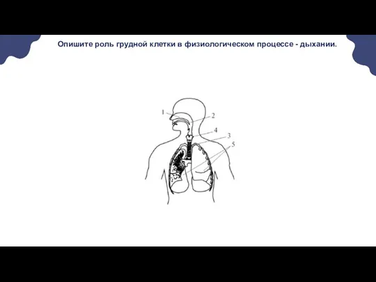 Опишите роль грудной клетки в физиологическом процессе - дыхании.