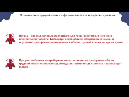 Опишите роль грудной клетки в физиологическом процессе - дыхании. Легкие – органы,