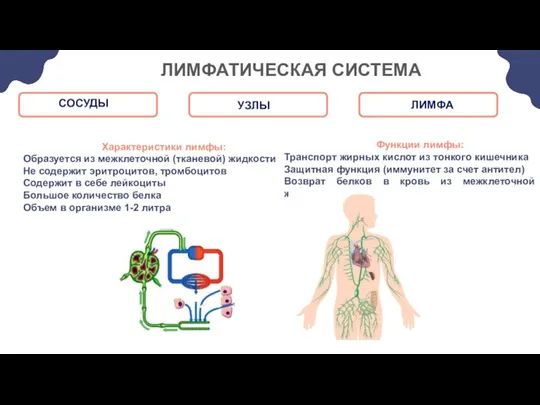 ЛИМФАТИЧЕСКАЯ СИСТЕМА Характеристики лимфы: Образуется из межклеточной (тканевой) жидкости Не содержит эритроцитов,