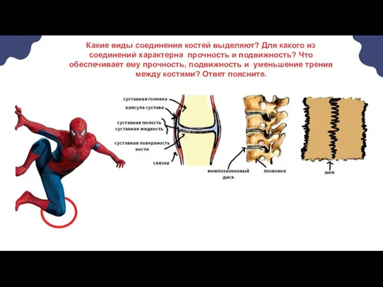 Какие виды соединения костей выделяют? Для какого из соединений характерна прочность и