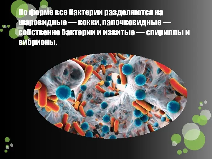 По форме все бактерии разделяются на шаровидные — кокки, палочковидные — собственно