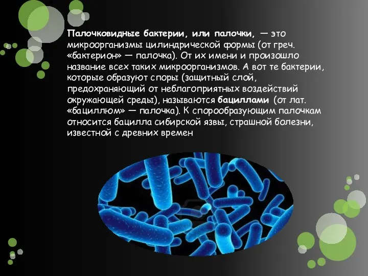 Палочковидные бактерии, или палочки, — это микроорганизмы цилиндрической формы (от греч. «бактерион»