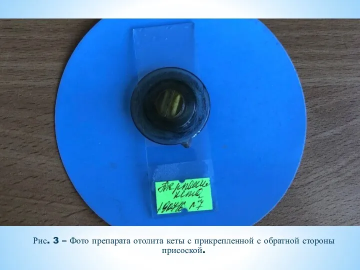 Рис. 3 – Фото препарата отолита кеты с прикрепленной с обратной стороны присоской.