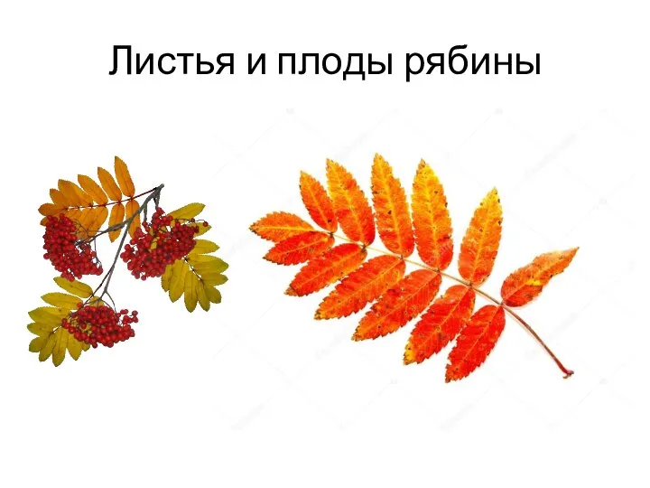 Листья и плоды рябины