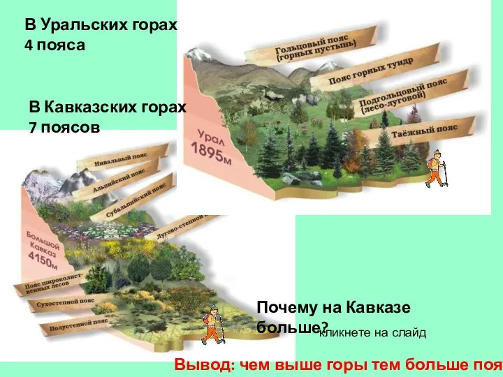 В Уральских горах 4 пояса Вывод: чем выше горы тем больше поясов
