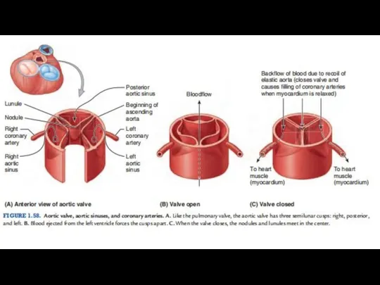 Клапан аорты